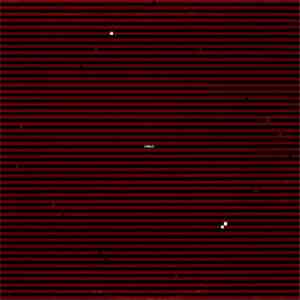 Swans - Swans download mp3 flac